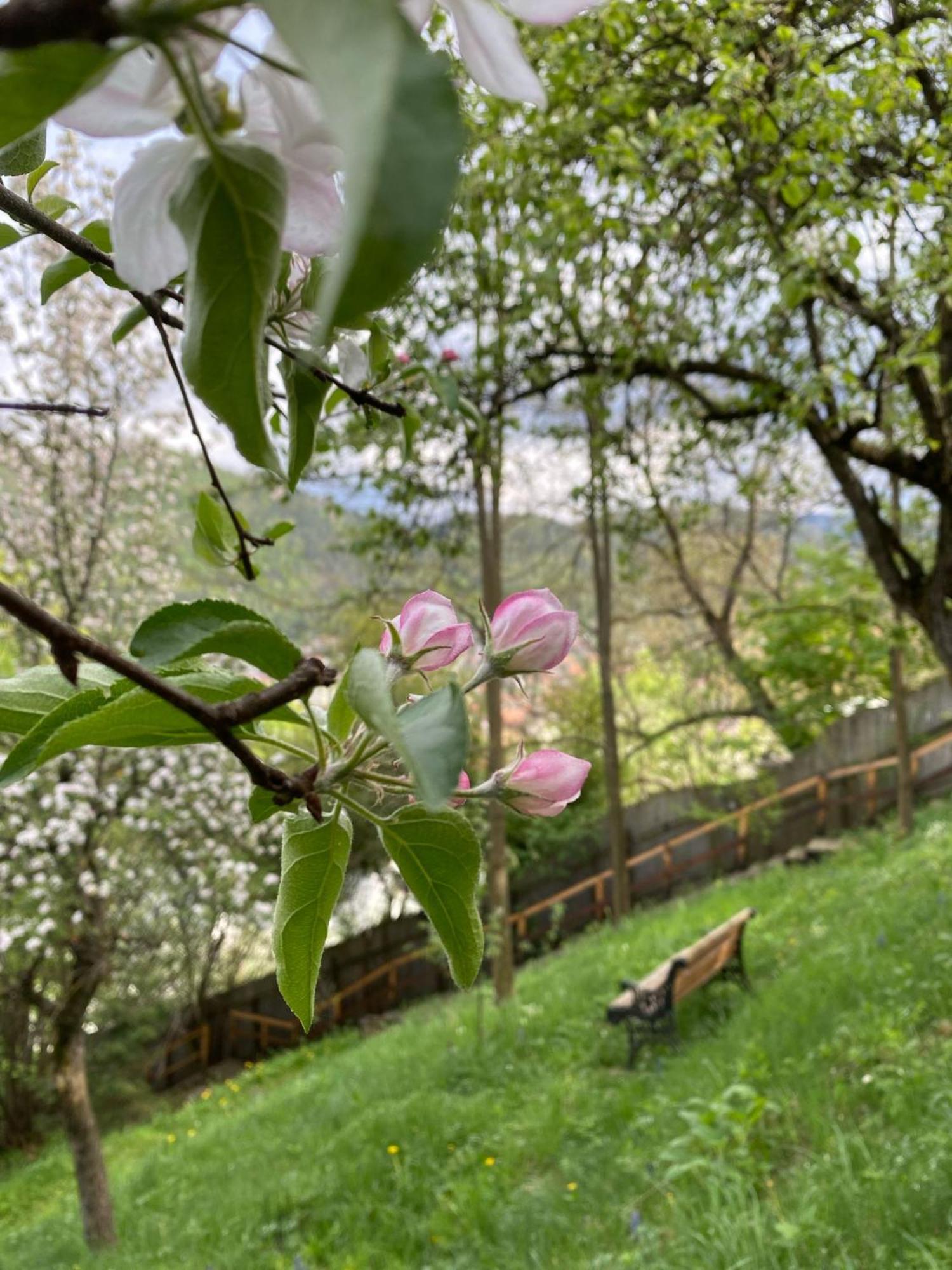 Skay Loft Bed & Breakfast Brasov Ngoại thất bức ảnh